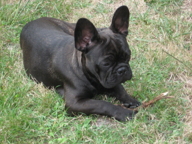 Demoiselle dolly de l'oustaou de Barail