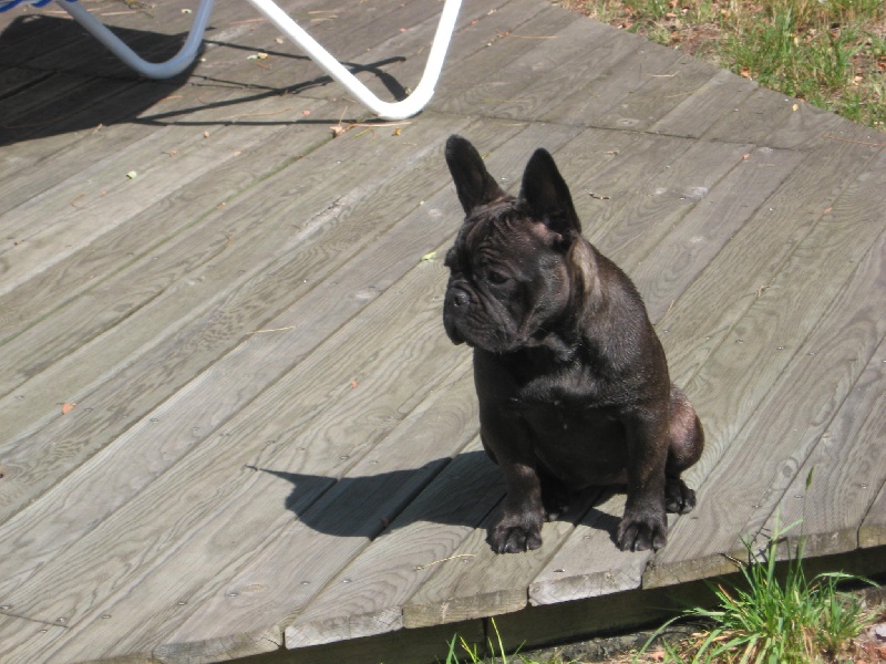 Demoiselle dolly de l'oustaou de Barail